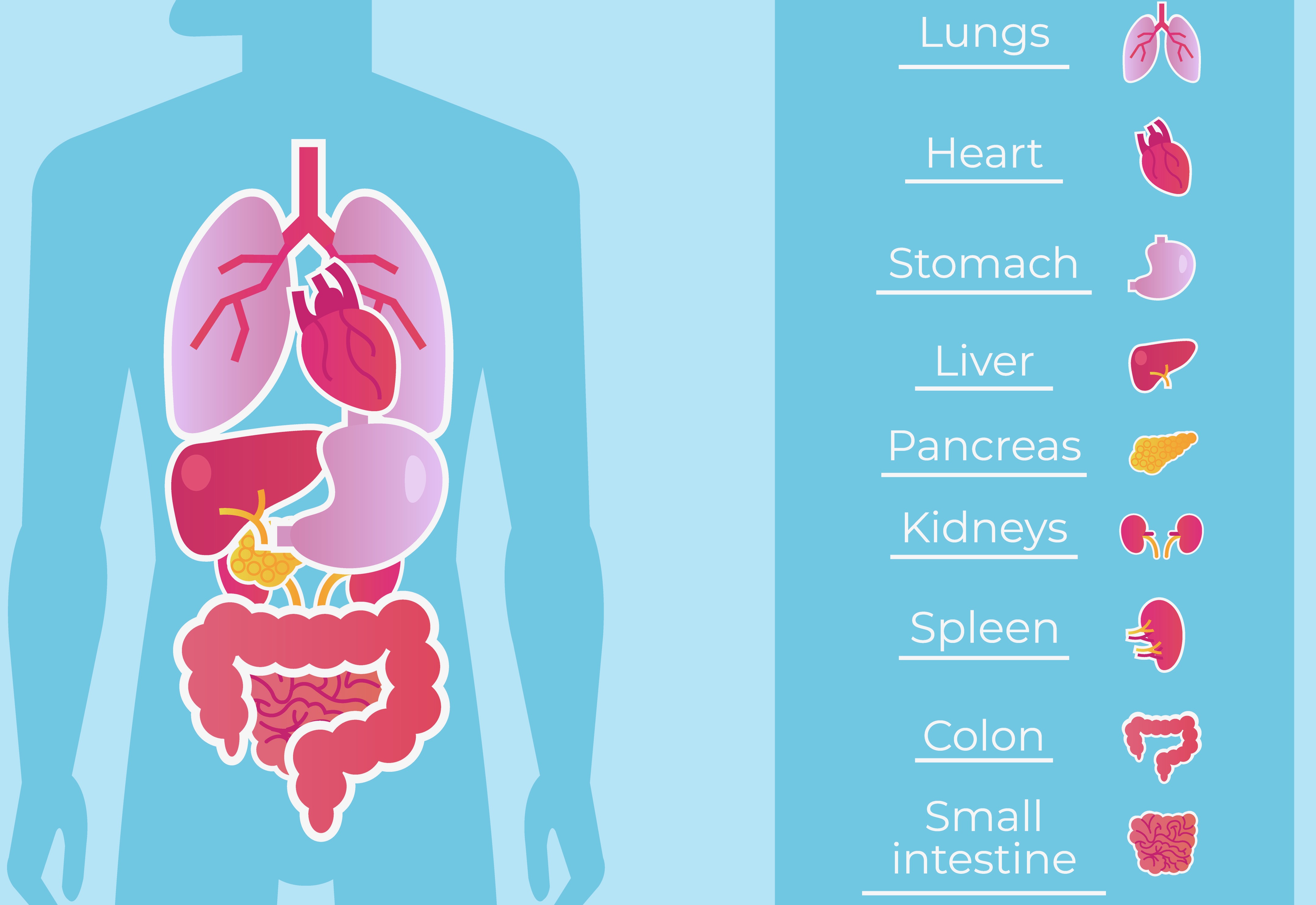 Wat zeggen onze organen over ons?