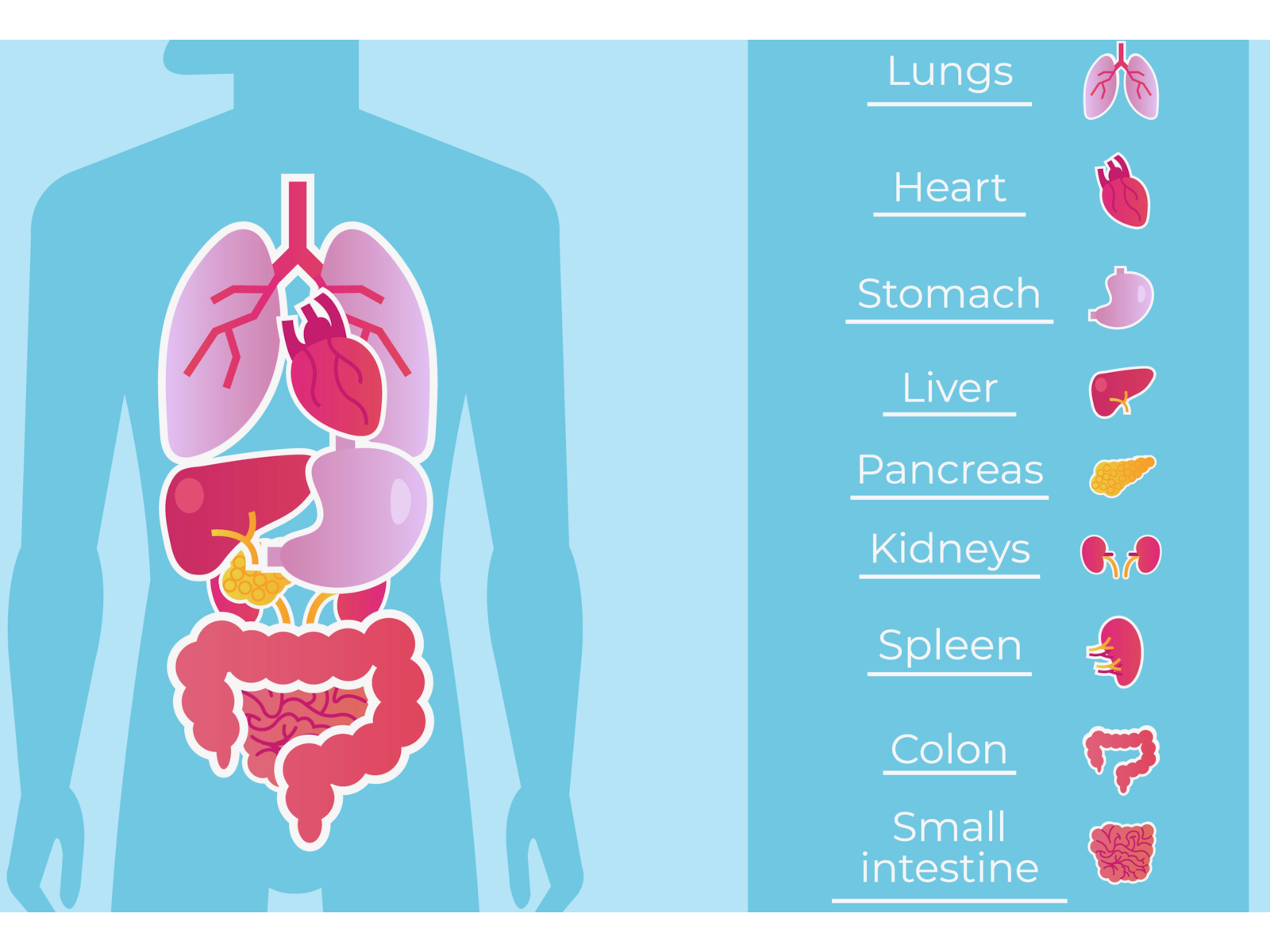 Wat zeggen onze organen over ons? - Van Rein Instituut B.V.